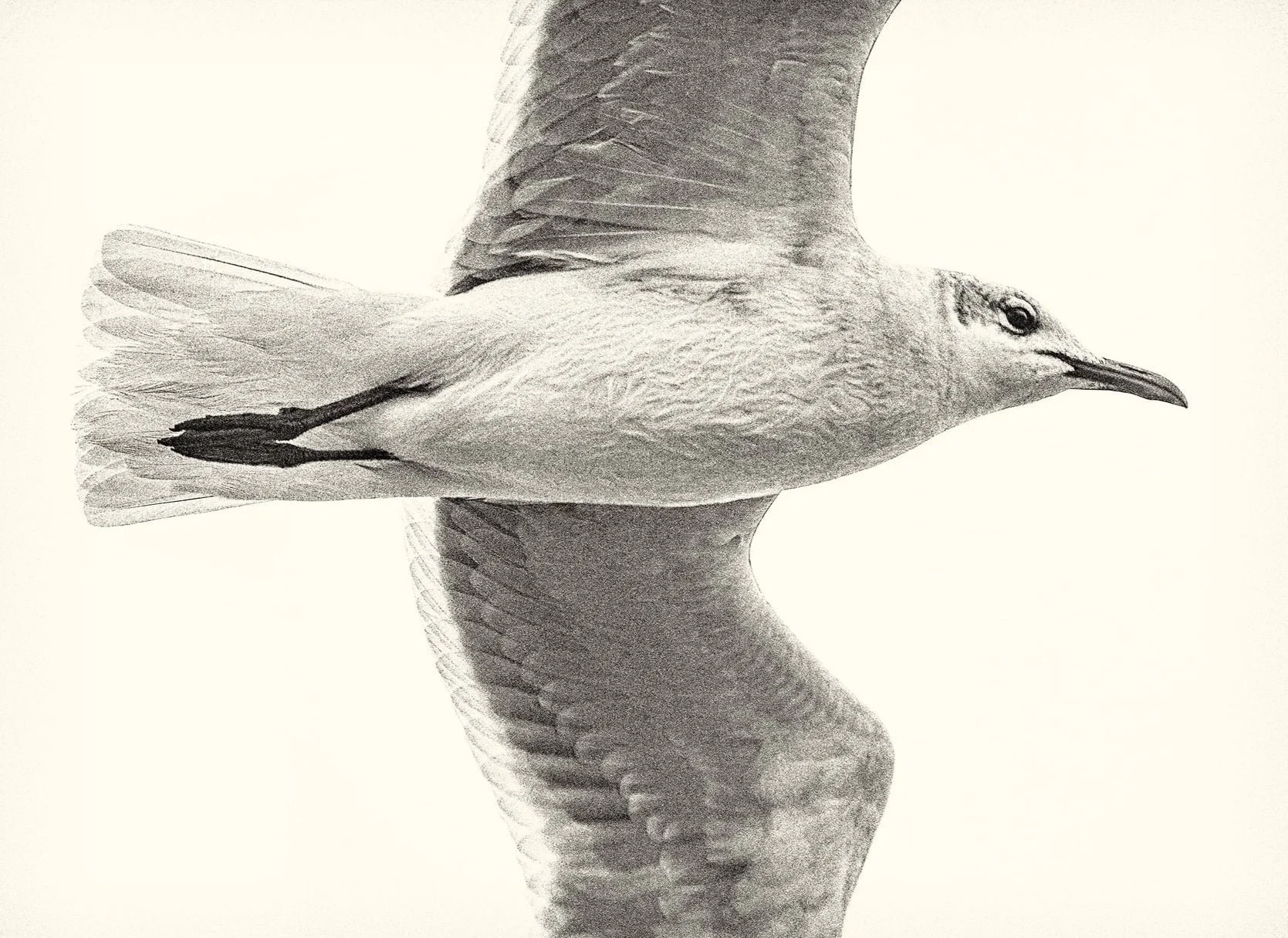 Seagull #9865, Shem Creek, South Carolina (2013)